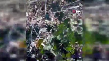 Başıboş köpekler koyunu telef etti, motosiklet sürücüsüne saldırdı