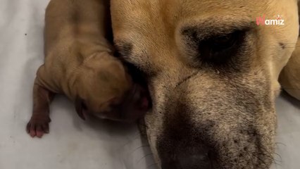 Une vieille chienne est abandonnée à quelques semaines de sa mise-bas : le refuge est sous le choc de son état