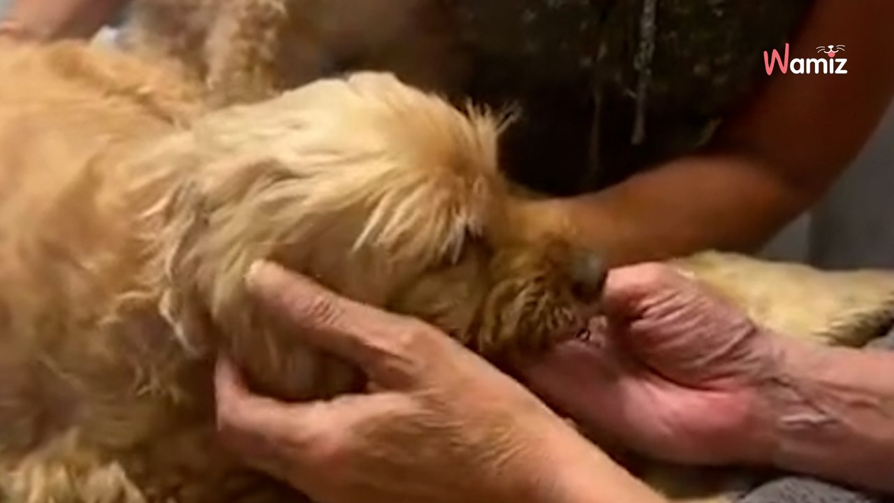 Elle reçoit un tragique appel en vacances : 2M de personnes compatissent à « la pire douleur » (vidéo)