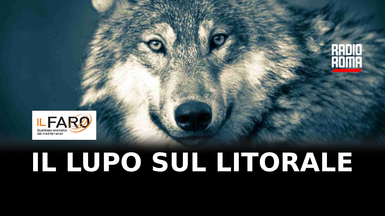 Il lupo sul Litorale Romano: come conviverci e come comportarsi in sua presenza