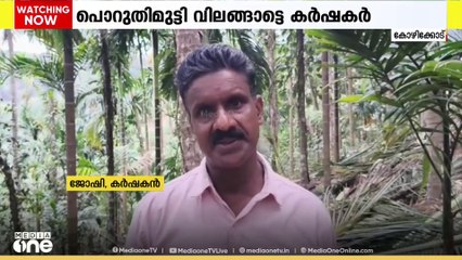 കുരങ്ങ് ശല്യം കൊണ്ട് പൊറുതി മുട്ടി; വീട്ട് വളപ്പിലെ തെങ്ങുകൾ മുറിച്ച് മാറ്റി കോഴിക്കോട് സ്വദേശി
