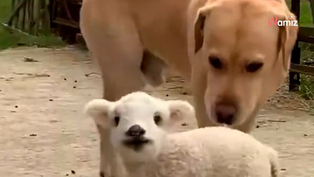 Orphaned lamb rejected by ewes finds unlikely surrogate mum in family dog (video)