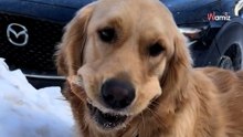 Golden retriever napotyka dostawcę Uber Eats i natychmiast przechodzi do działania (video)