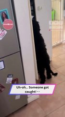 "Caught Red-Pawed! Dog’s Hilarious Treat Heist Fail 😂| Heartsome 💖