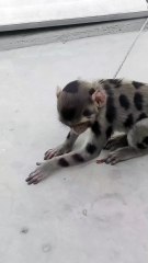 Bandar ka baccha bahut Chhota hai lekin bahut shrarti hai