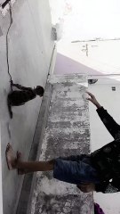 Bandar ka Chhota baccha bahut khelta hai