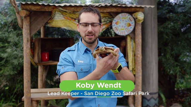 Why This Pancake Tortoise Might Be The Cutest Thing You’ll See Today!