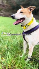 Dog with the 'biggest smile' gifted Ironbridge mini-break after three years of being 'overlooked' in kennels