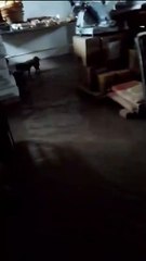 Los Schwab: la familia de Cerri que rescató a 70 personas en su casa