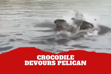 A giant and impressive animal was captured devouring a Pelican