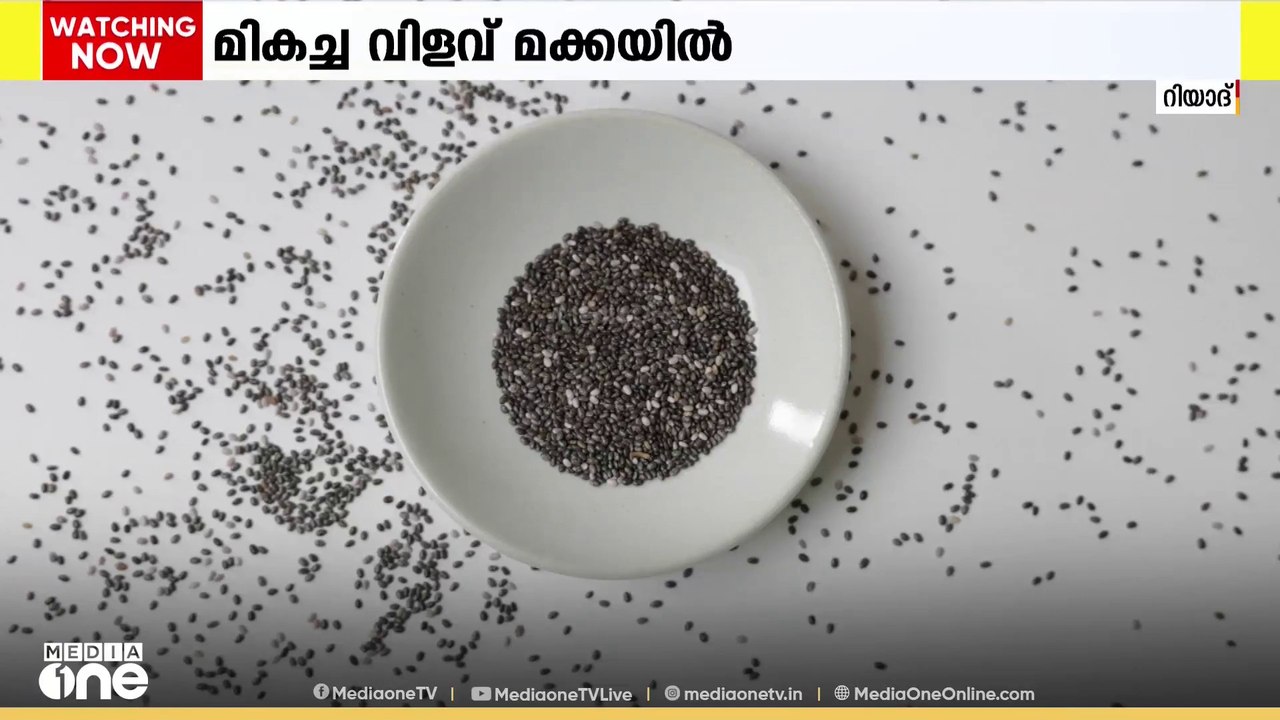 ചിയ വിത്ത് കൃഷിയിൽ വിജയം കൊയ്ത് സൗദി അറേബ്യ