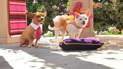 Le chihuahua de Beverly Hills 3