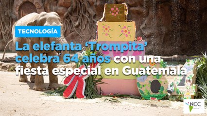 La elefanta ‘Trompita’ celebra 64 años con una fiesta especial en Guatemala