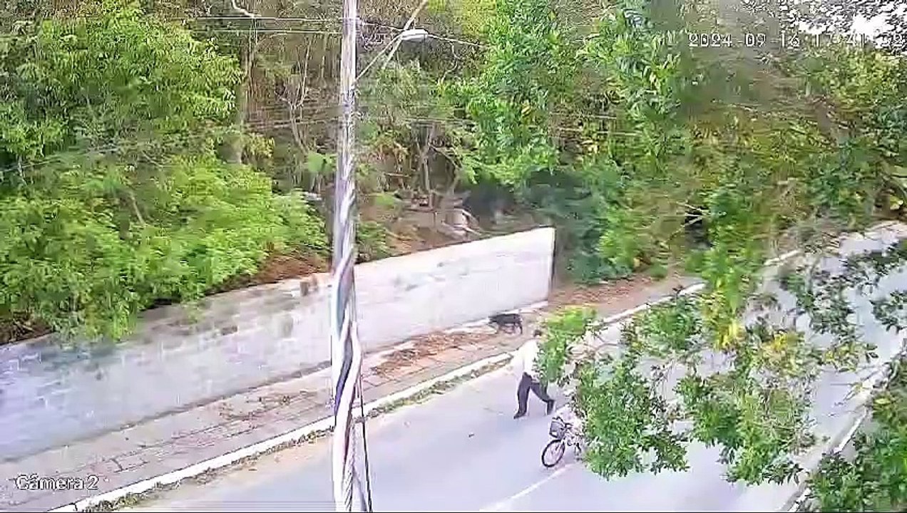 Denúncias revelam maus-tratos à cachorra amarrada por dona no meio do mato em Florianópolis