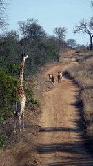 Amazing African wildlife #animallife #travel