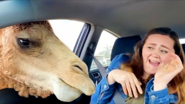 Epic Pranks Gone Wrong – Funny Reactions Caught on Camera