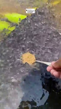 Rekomendasi pakan terbaik untuk ikan lele agar cepat tumbuh besar