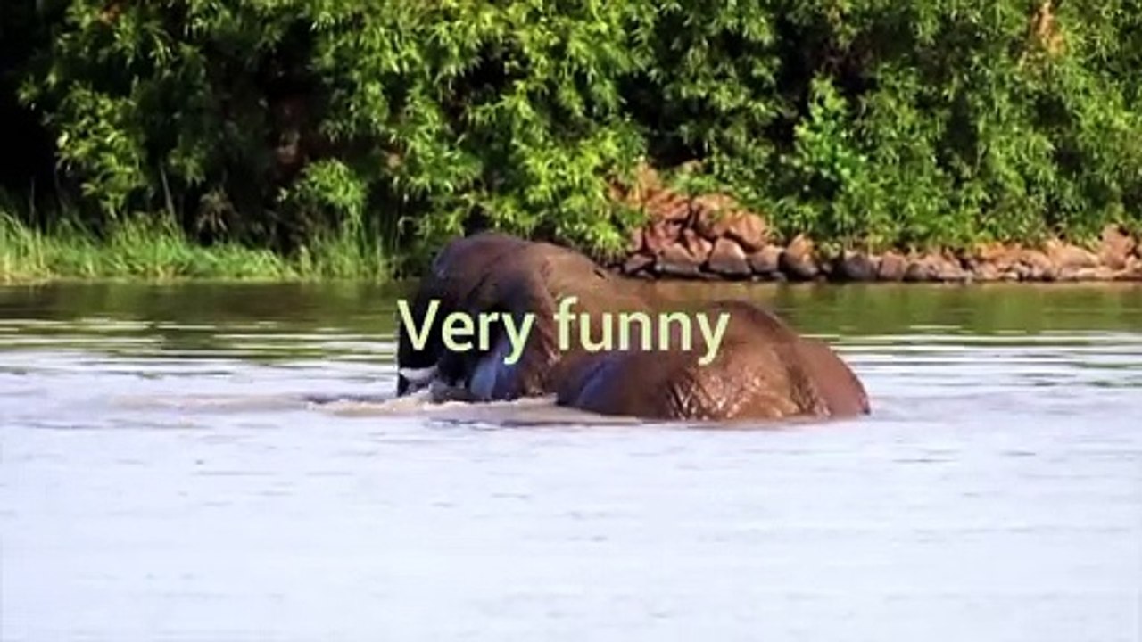 Nice creature