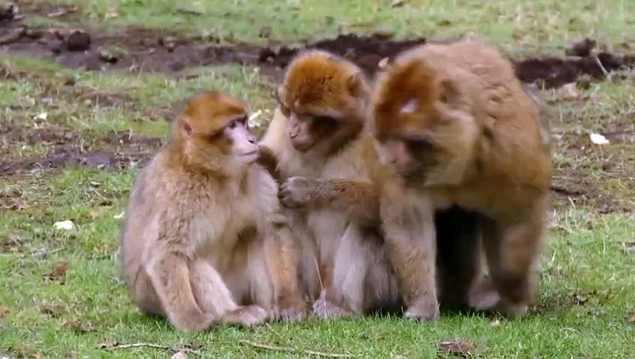 D animal Creatures