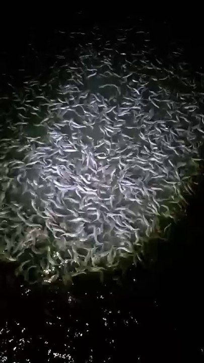 Usaha paling santai bagi saya adalah pembenihan lele
