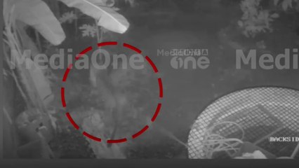 തൃശൂരില്‍ ഇറങ്ങിയ പുലി വളര്‍ത്തുനായയെ പിടിച്ചു, ദൃശ്യങ്ങള്‍ പുറത്ത്