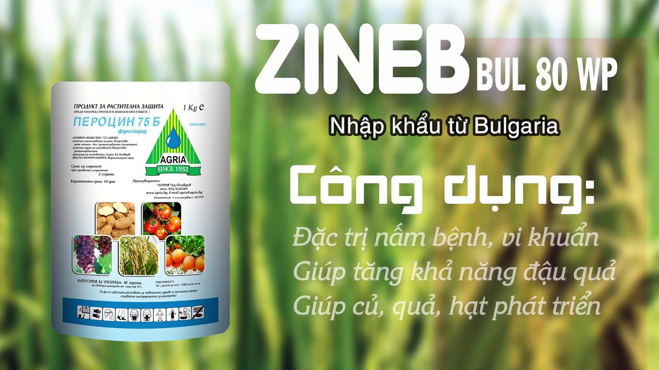 Công ty Bắc Trung Nam, Hà Tĩnh chia sẻ kinh nghiệm dùng ZINEB BUL 80WP trừ nấm bệnh, giúp quả to.