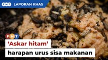 'Askar hitam' harapan urus makanan terbazir secara organik HD