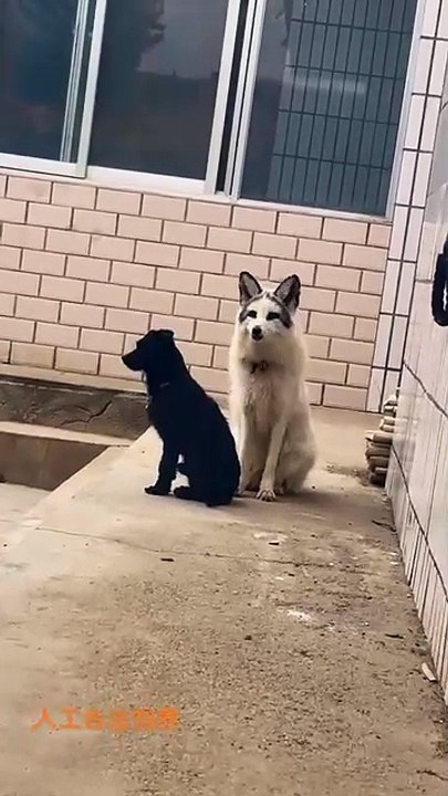 Then why is she screaming at the fox 🤣 If anyone has heard the fox's voice, please check it out, admin is so confused.