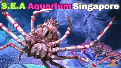 Sea Aquarium Singapore Tour | Resorts World Sentosa | Singapore | Singapore Oceanarium | Saltwater Aquarium | Aquarium | 33