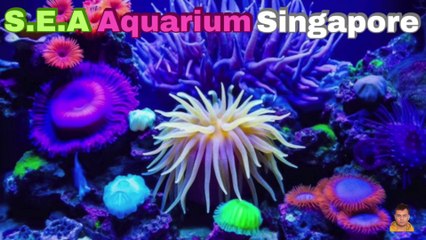 Sea Aquarium Singapore Tour | Resorts World Sentosa | Singapore | Singapore Oceanarium | Saltwater Aquarium | Aquarium | 34