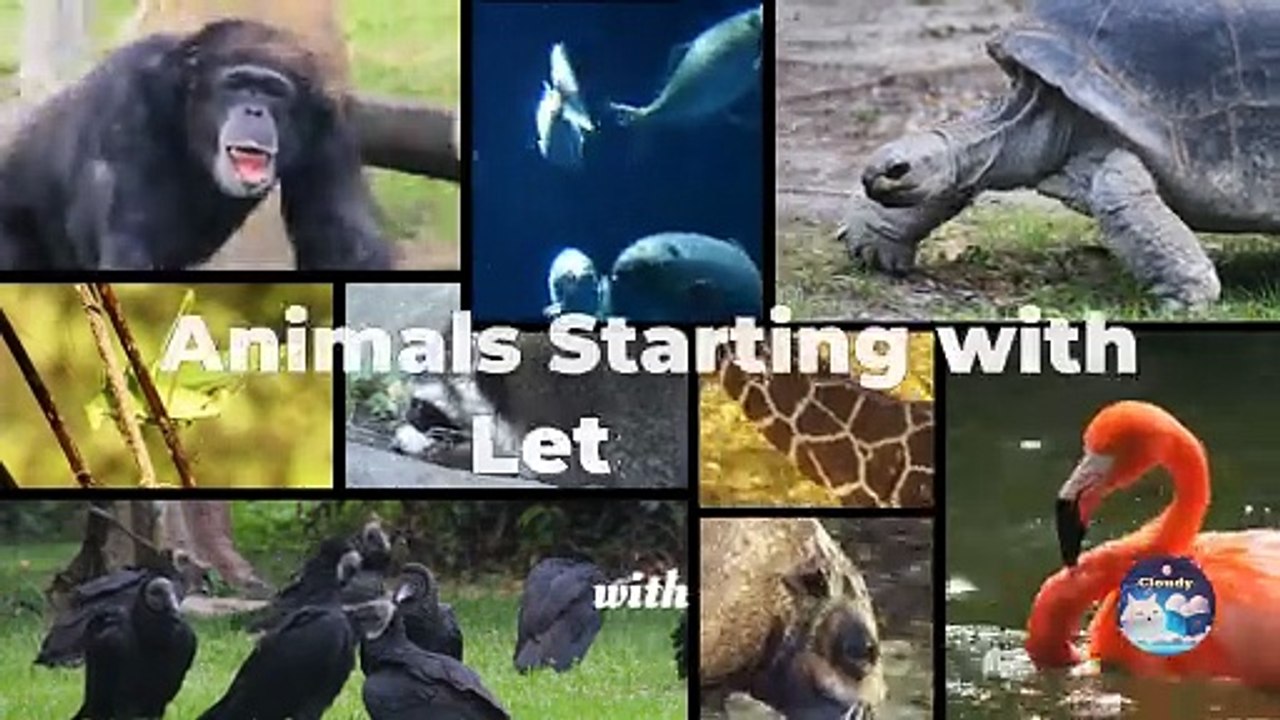The animals start with Alphabet B