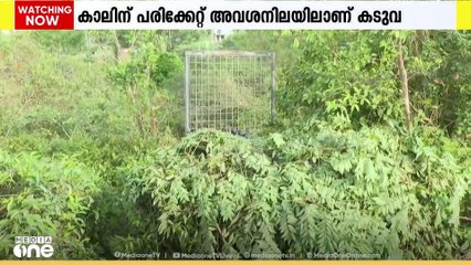വണ്ടിപ്പെരിയാർ ഗ്രാമ്പിയിലെ ജനവാസ മേഖലയിലെത്തിയ കടുവയെ നിരീക്ഷിച്ച് വനം വകുപ്പ്