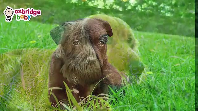 Animals video for kids| Dog ,cat,lion video for baby kids | Just for entertainment animal video for kids