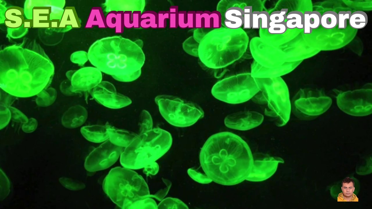 Sea Aquarium Singapore Tour | Resorts World Sentosa | Singapore | Singapore Oceanarium | Saltwater Aquarium | Aquarium | 35