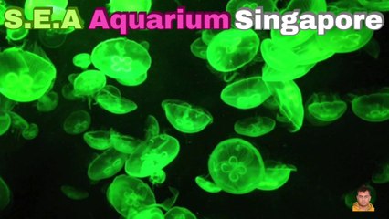 Sea Aquarium Singapore Tour | Resorts World Sentosa | Singapore | Singapore Oceanarium | Saltwater Aquarium | Aquarium | 35