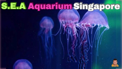 Sea Aquarium Singapore Tour | Resorts World Sentosa | Singapore | Singapore Oceanarium | Saltwater Aquarium | Aquarium | 39
