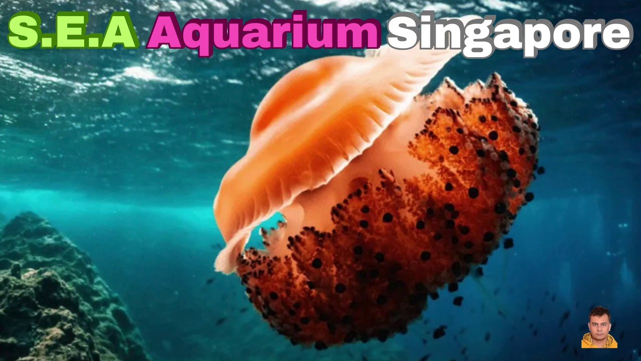 Sea Aquarium Singapore Tour | Resorts World Sentosa | Singapore | Singapore Oceanarium | Saltwater Aquarium | Aquarium | 37