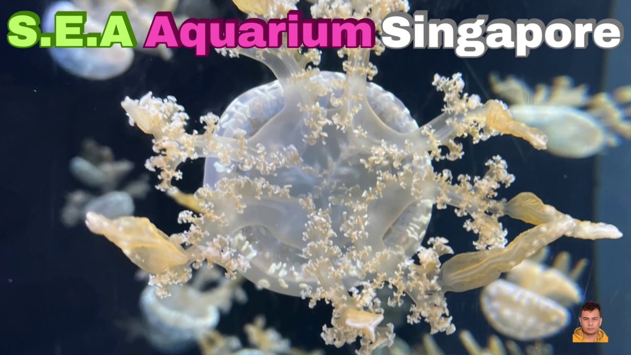Sea Aquarium Singapore Tour | Resorts World Sentosa | Singapore | Singapore Oceanarium | Saltwater Aquarium | Aquarium | 38