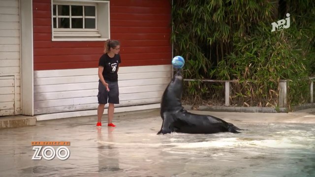 🍀NRJ12 - UNE SAISON AU ZOO S12 E27 EN ENTIER🍀ABONNES-TOI & METS UN COM' STP MERCI🍀