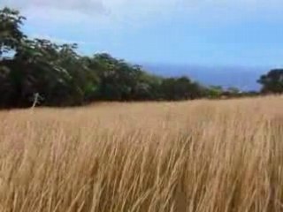 le bonheur est dans le pré