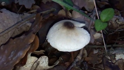 Leucocoprinus brebissonii. Champimaginatis. English Text4