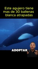 Este agujero tienes más de 30 ballenas blancas 4 #películas  #resumendepeliculas #cine #movie