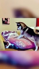 There’s a reason cats hate dogs