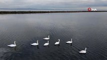 Dron ile görüntülendi! Çardak Lagünü’nde kuğuların zarif dansı
