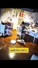 Wait_for_cat_#viralshorts(360p)
