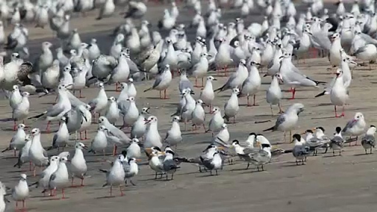 Showing Solidarity