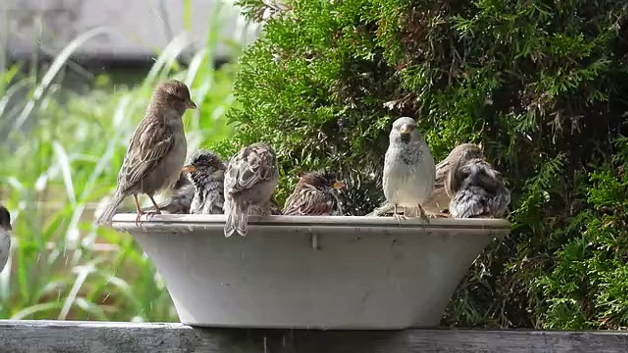 A Dip on Hot Summer Day