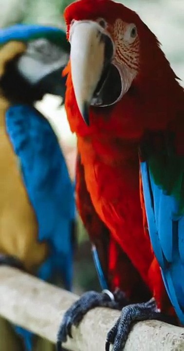 Who can Beat Macaw in Upfront Angle