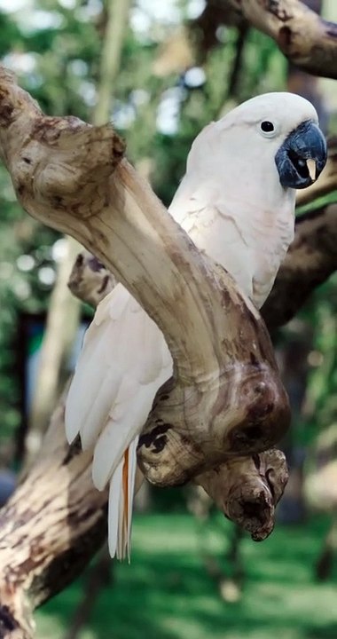 Right Profile Competition with a Macaw