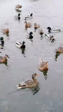 Amazing Birds in Wide Angle Shot